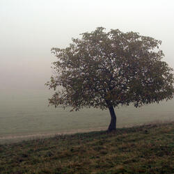 Healing Tones for Inner Peace