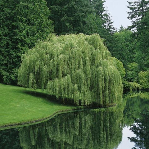 Zen Garden