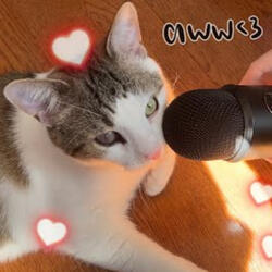Cat ASMR in 3 Minutes - My Cat Is Made of Plastic