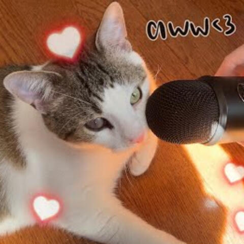 Cat ASMR in 3 Minutes - My Cat Is Made of Plastic