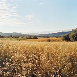 Meadow Song