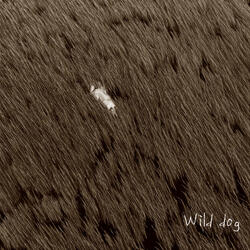 Wild dog