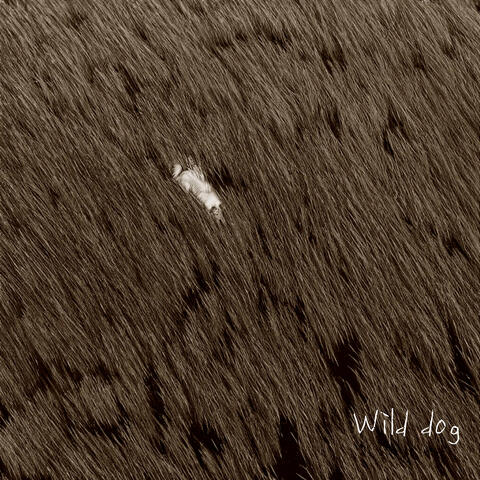 Wild dog