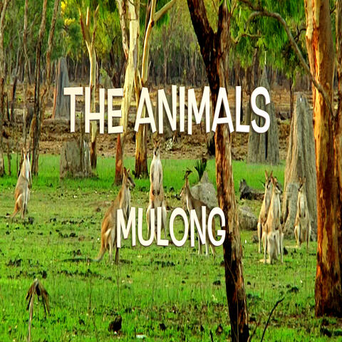 The Animals