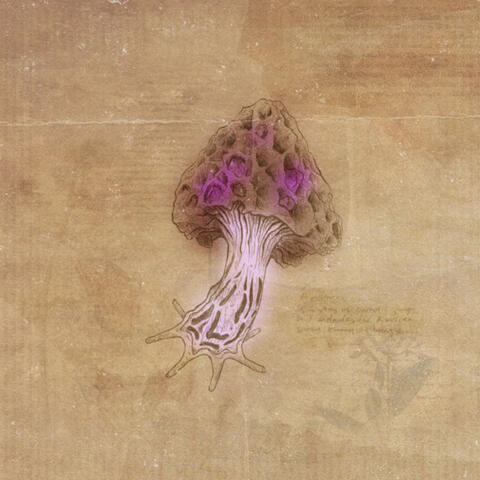 Blossom