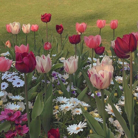 la fleurs du mal