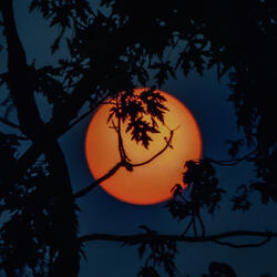 Maple Moonlight