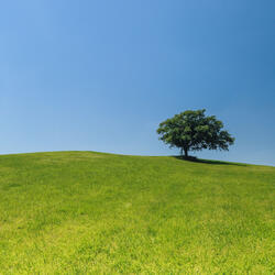 Short Trees