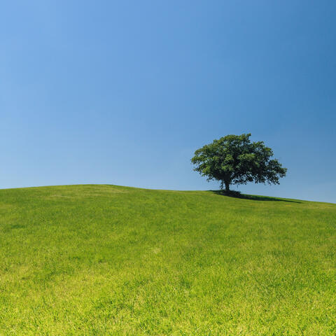Short Trees