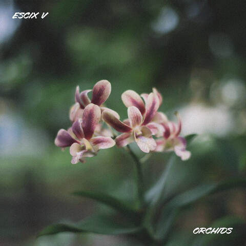 Orchids