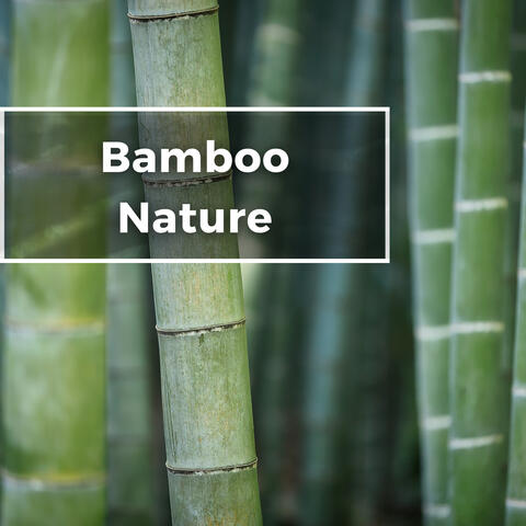 Bamboo Nature