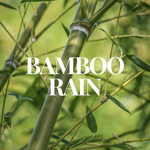 Bamboo Rain