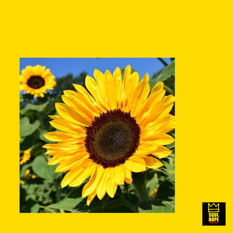 Sun Flowers