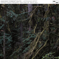 Ancient Forest Suite: Part 5, Fir Sentinels