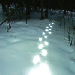 tracing tender circles (slowed)