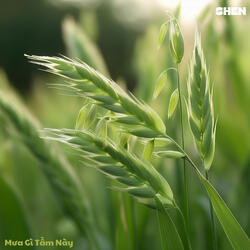 Mưa Gì Tầm Này