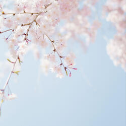 Main Theme (from "My Neighbor Totoro")