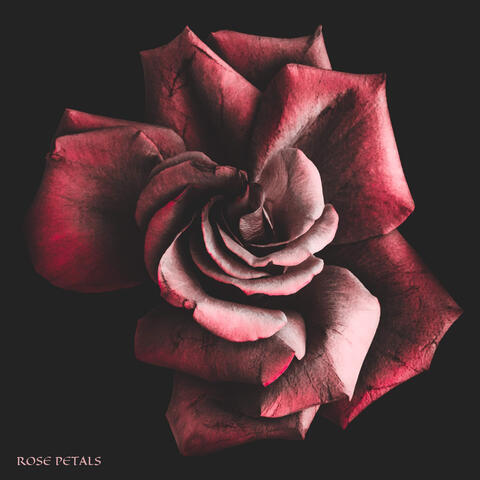Rose Petals