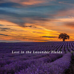 Lost in the Lavender Fields