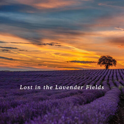 Lost in the Lavender Fields