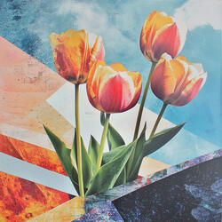 Tulip