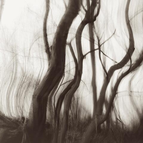 Deep Sirens