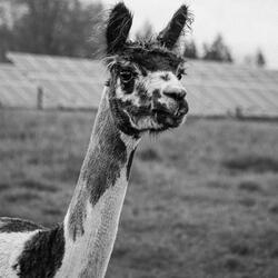 Sean Smells Like a Llama (Sean Poop)