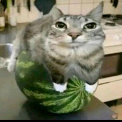 Beat Do Discord (Old Album)