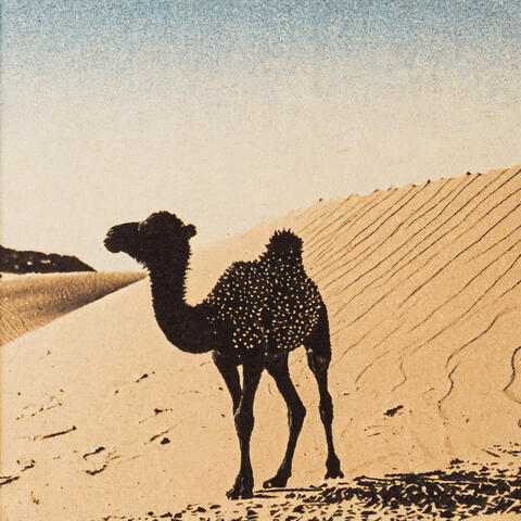Infant Camel