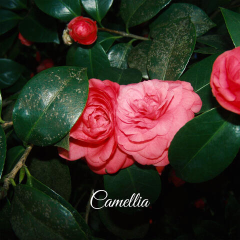 Camellia