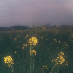 collage 11