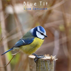 Blue Tit