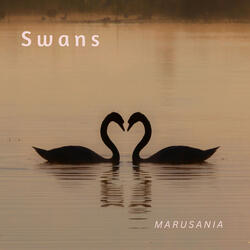 Swans