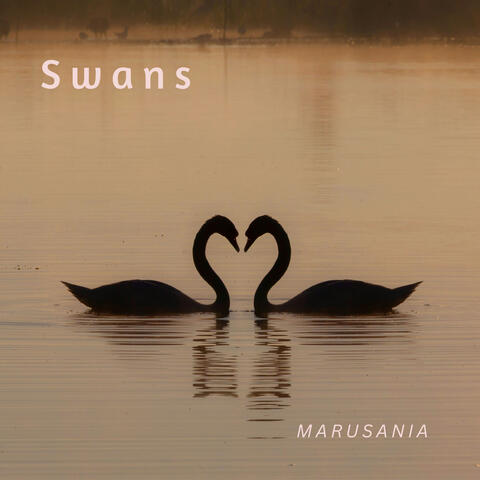 Swans