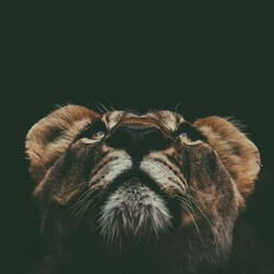 Afrika