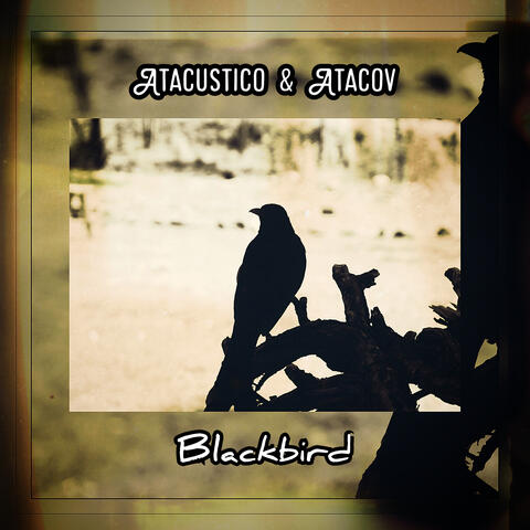 Blackbird