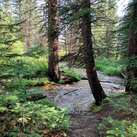 Leaves on a Stream