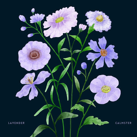 Lavender