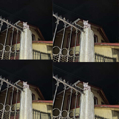 Jaula Llena de Lombrices