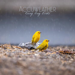 Rainy Day Birds