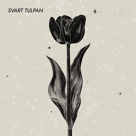 Svart Tulpan