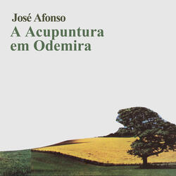A Acupuntura em Odemira