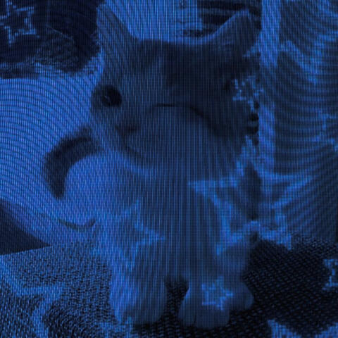 Cat Kitty Cat / FVN! (Jersey Club)