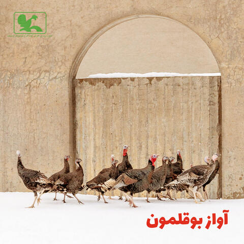 آواز بوقلمون "Une langue universelle" Universal Language