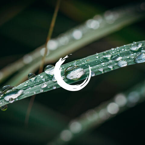 Clarity