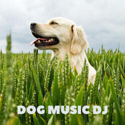 Music For Dogs