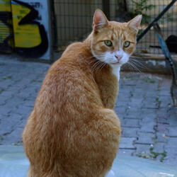 I Like it Around Here