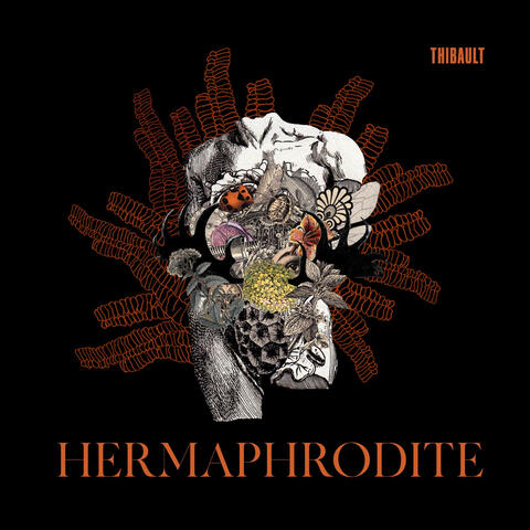 Hermaphrodite