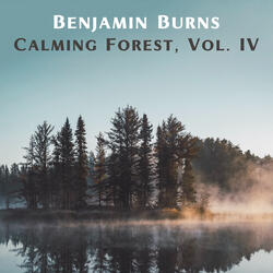 Moonlight Night & Calming Forest