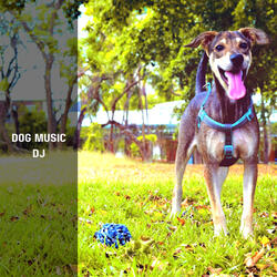 Dog Music For Thunderstorms